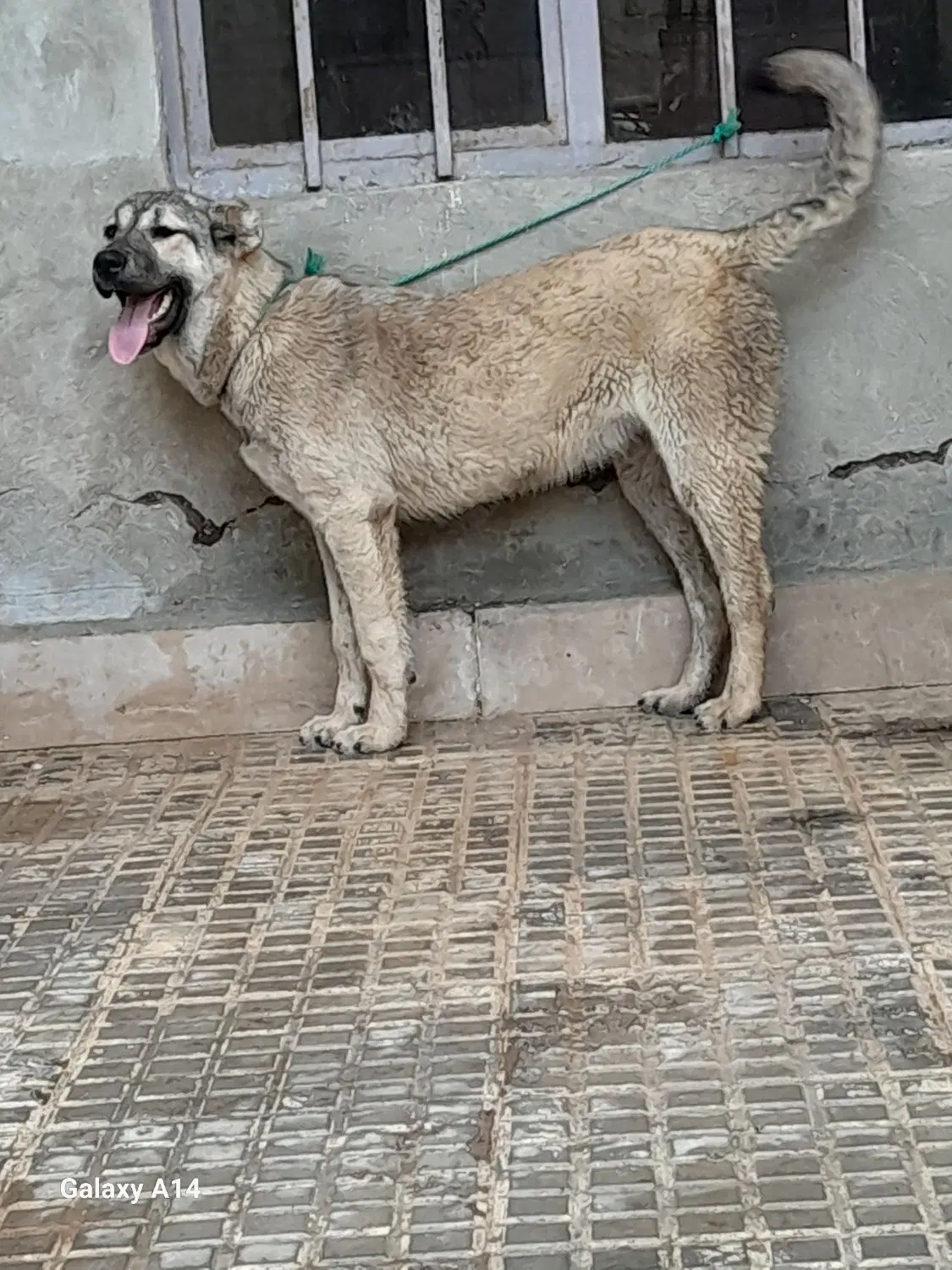 سگ سرابی|سگ|اردبیل, |دیوار