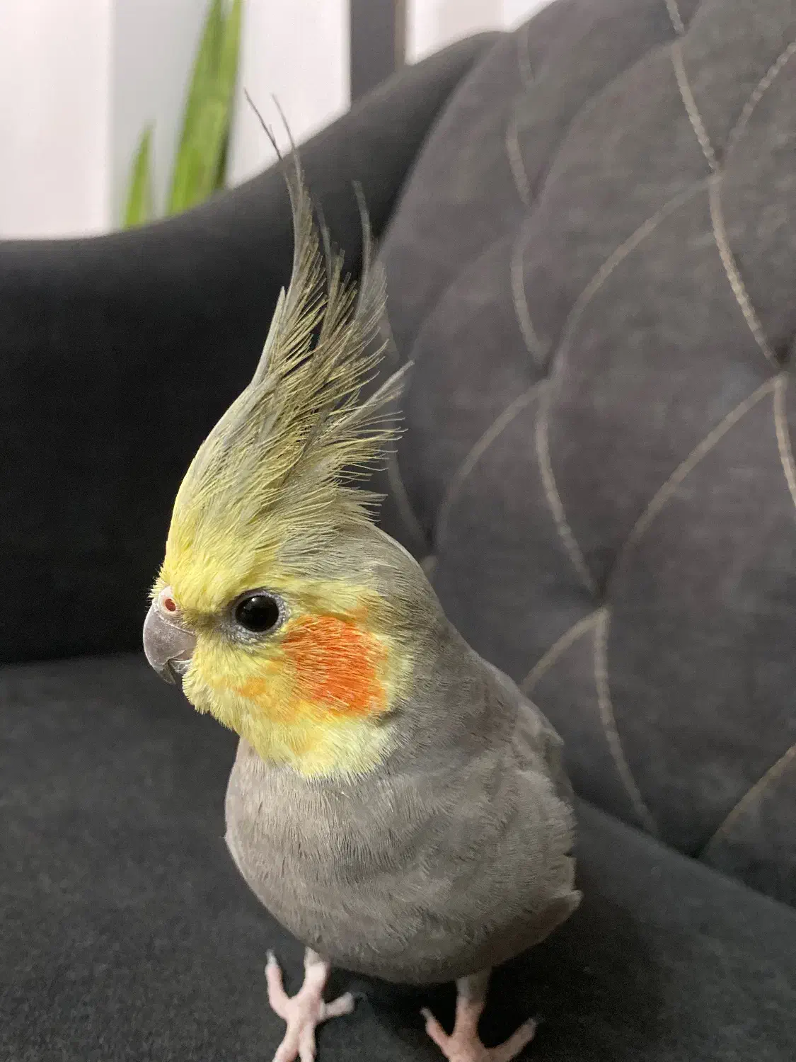 عروس هلندی نیمه بالغ نر همراه با وسایل کامل|پرنده|نوشهر, |دیوار