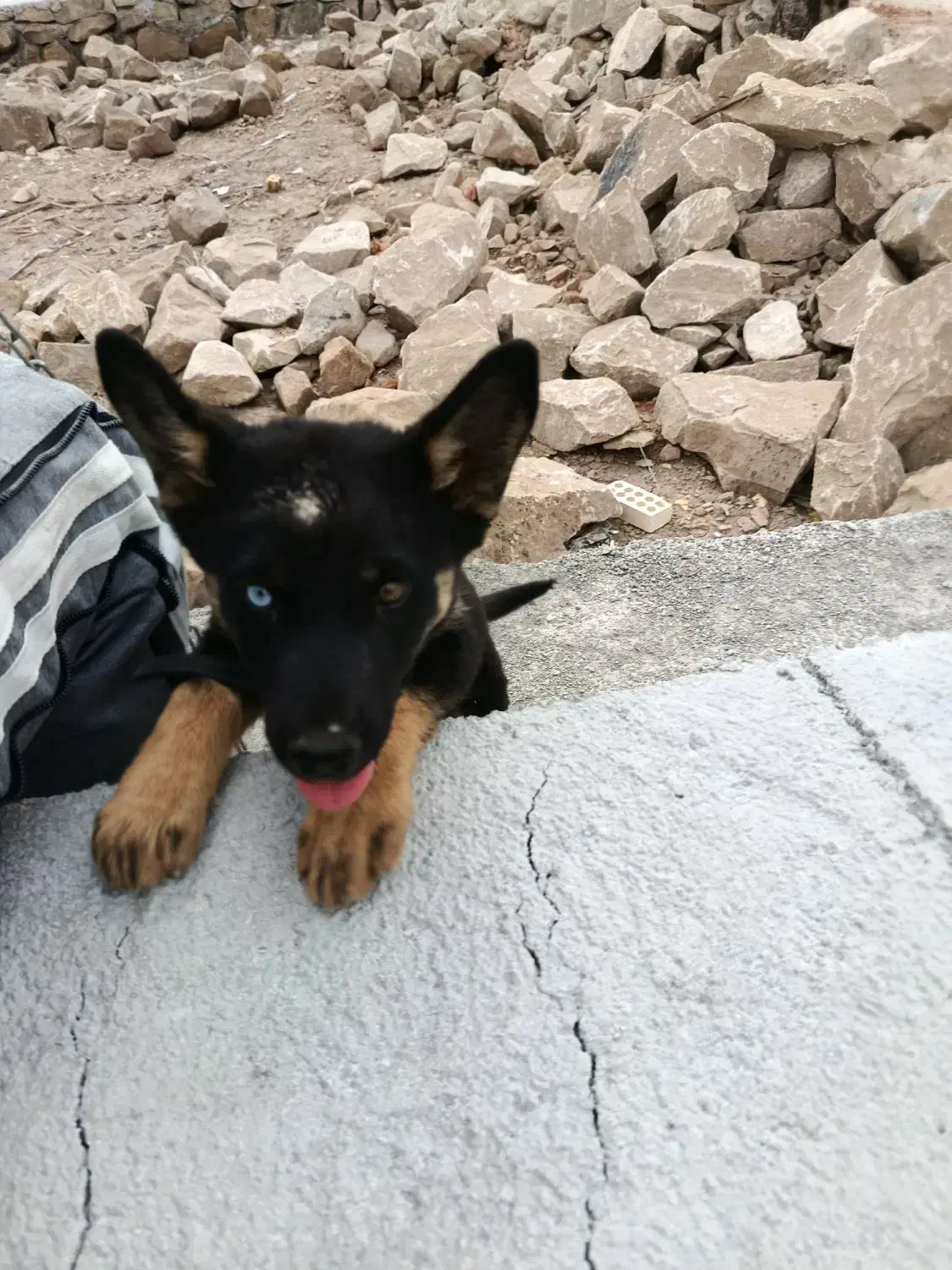 گمشده|حیوانات|آبادان, |دیوار