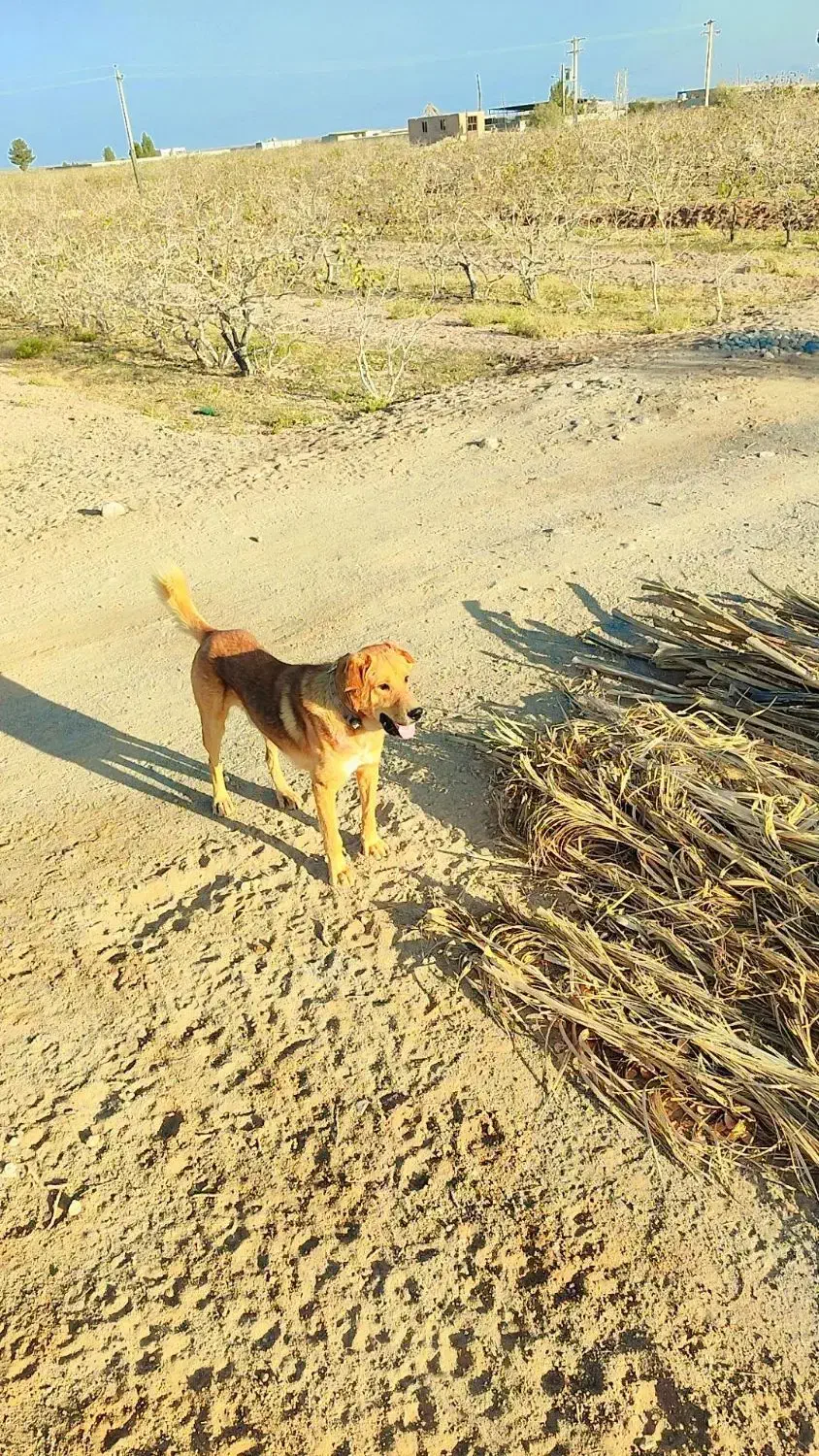 سگ پژدر فروشی|سگ|شهر بابک, |دیوار