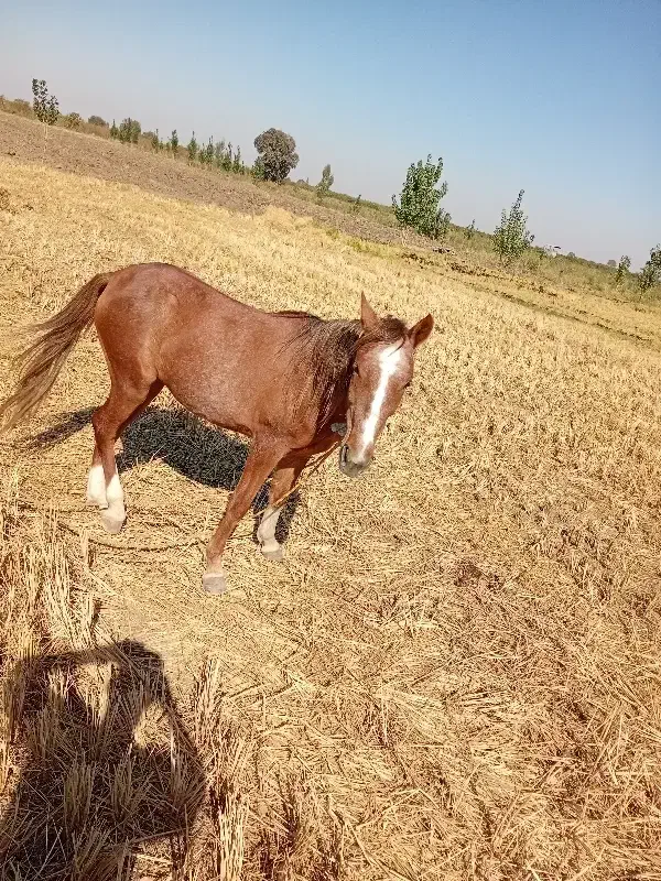 اسب مادیان|اسب و تجهیزات اسب‌سواری|فاضل آباد, |دیوار