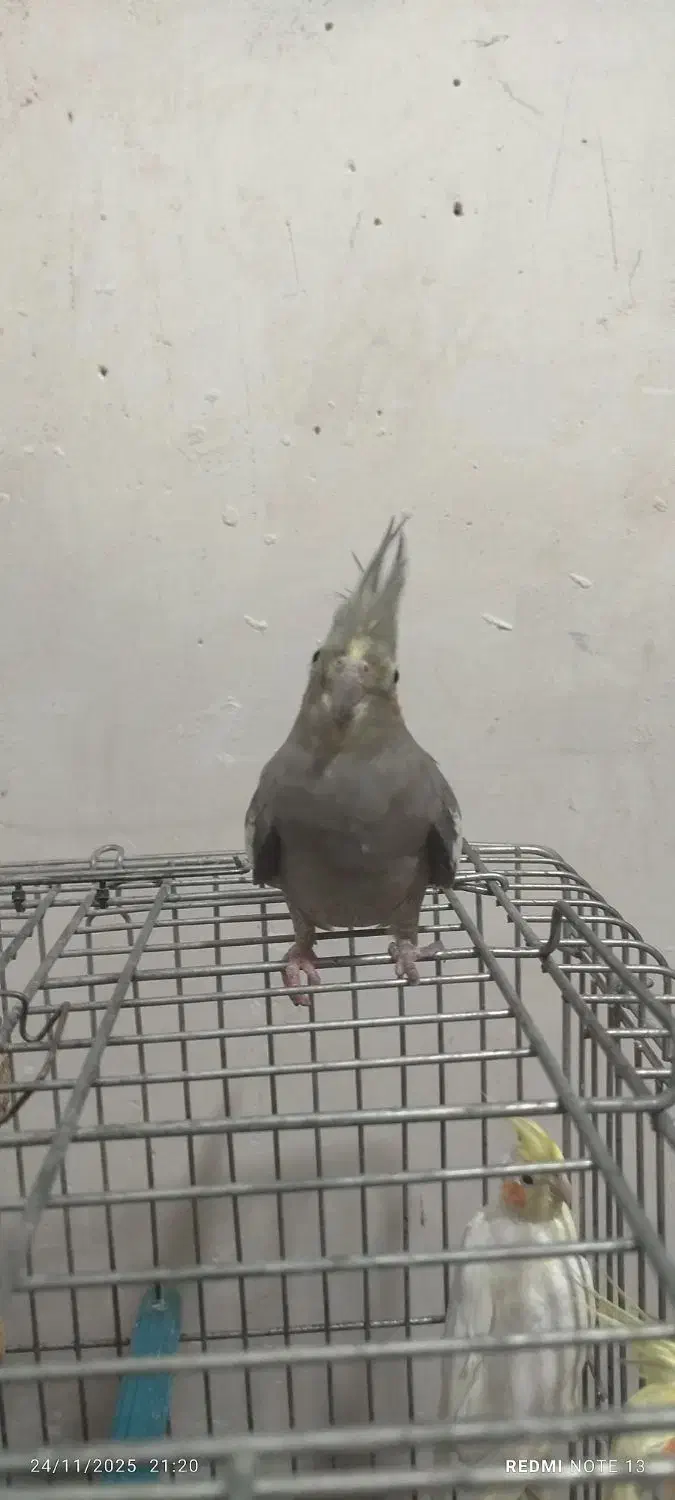 عروس هلندی ماده|پرنده|بهار, |دیوار