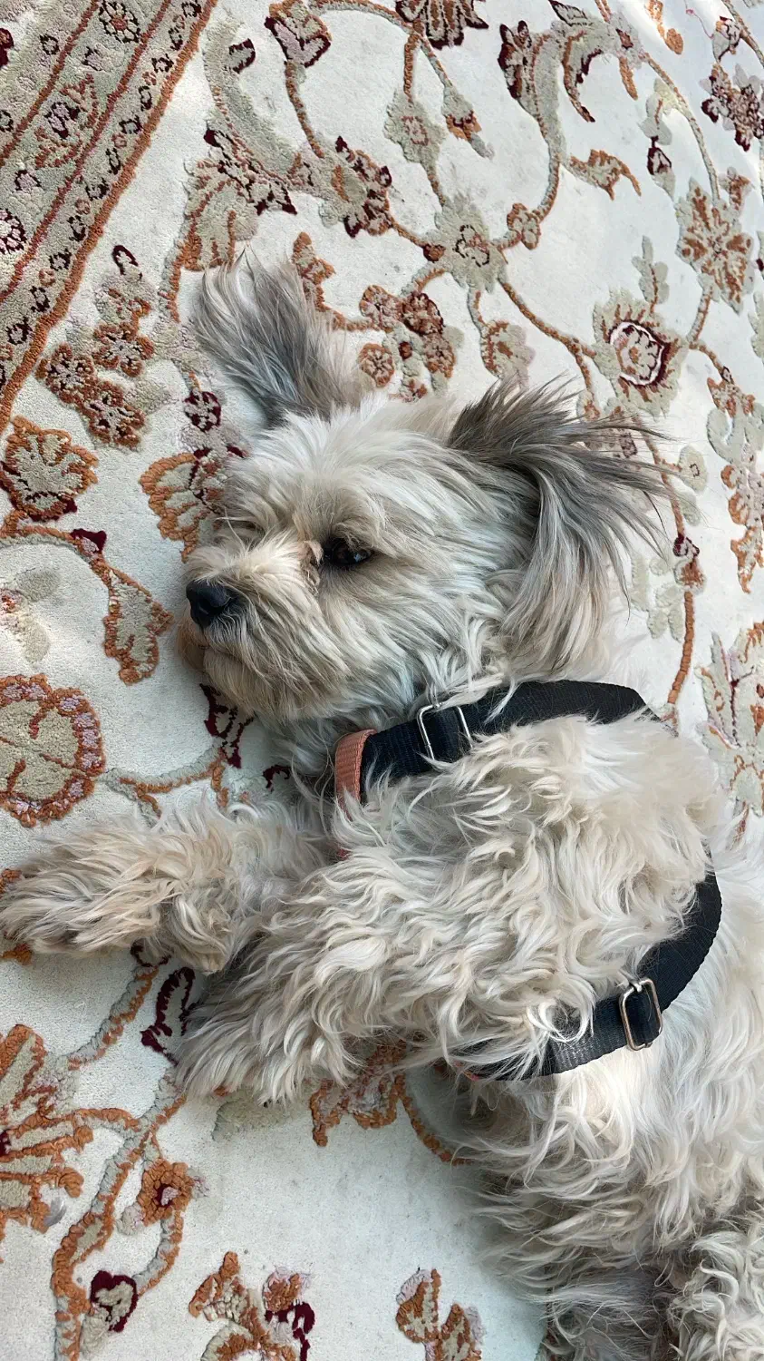 گمشده|سگ|یزد, |دیوار