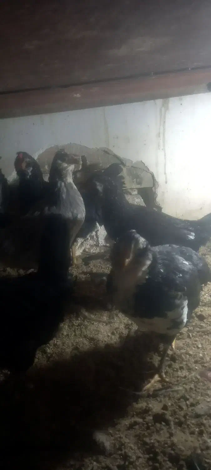 خلنگ خروس گلین|حیوانات مزرعه|ششده و قره بلاغ, |دیوار