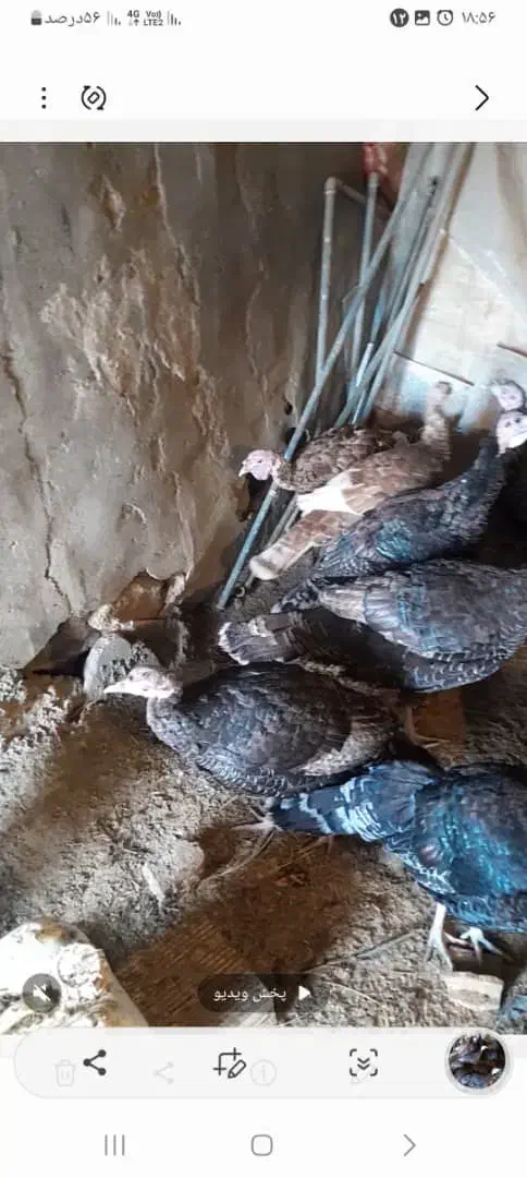 بوقلمون|حیوانات مزرعه|کنگاور, |دیوار