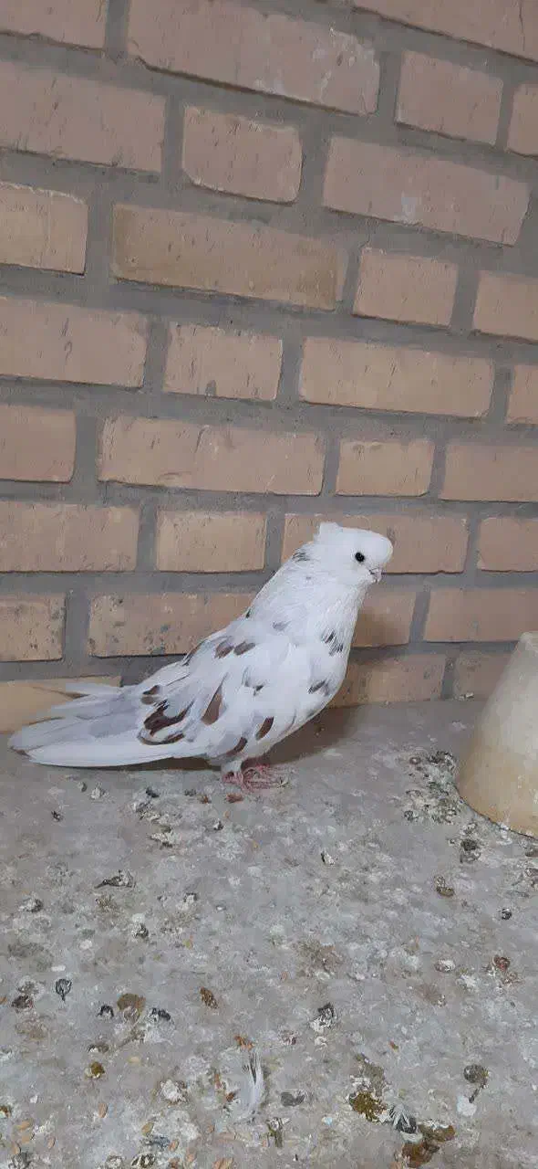 نوک قنار|پرنده|ابریشم, |دیوار