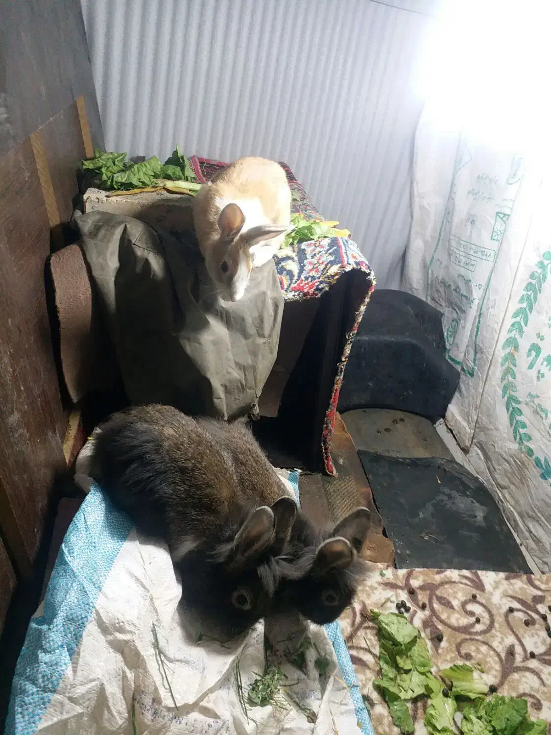 خرگوش|موش و خرگوش|اردبیل, |دیوار