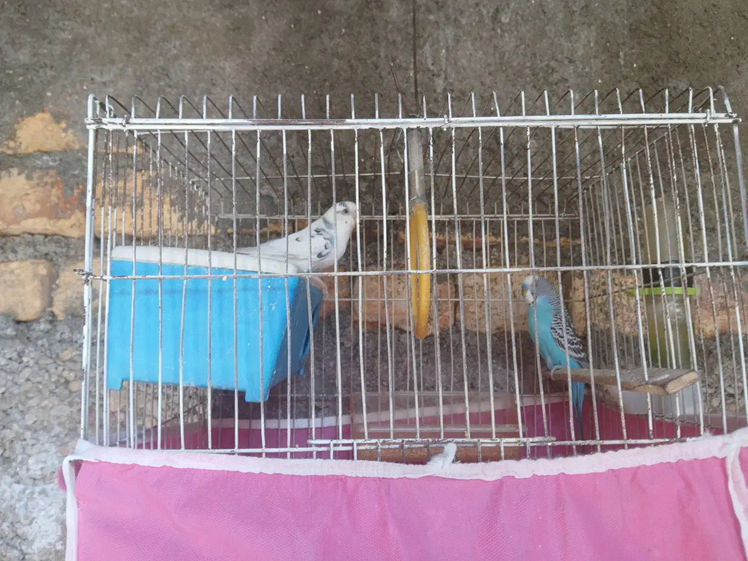 مرغ عشق|پرنده|یاسوج, |دیوار