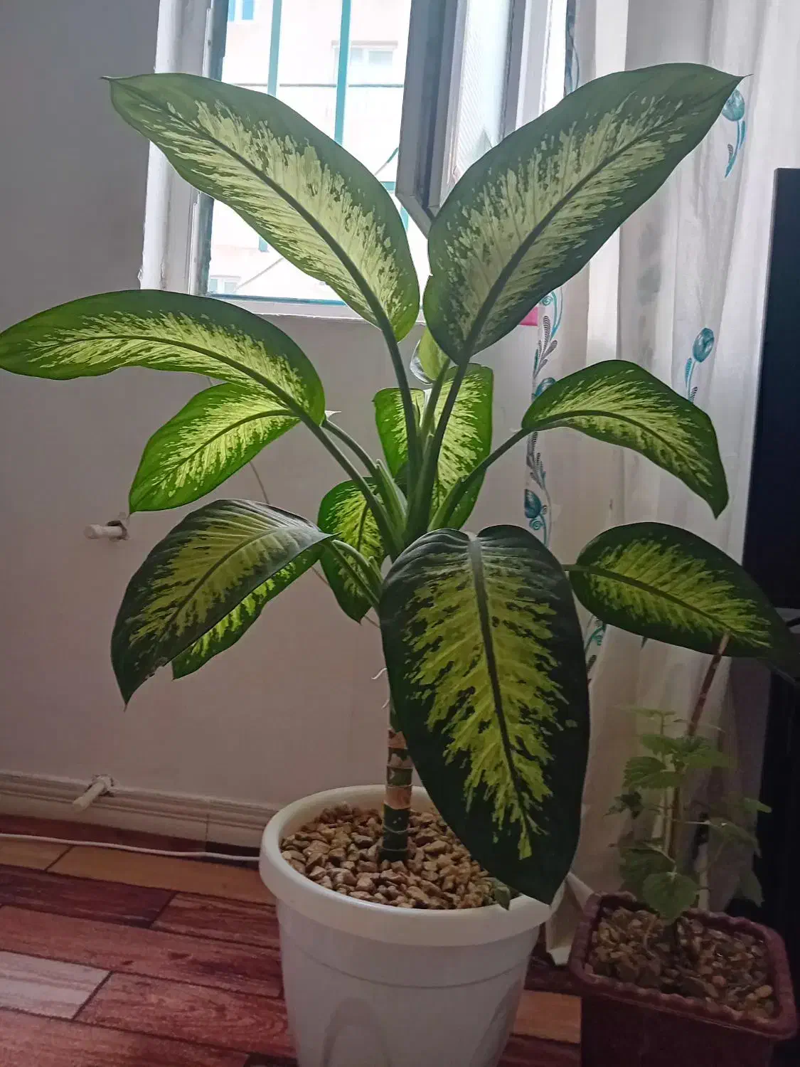 گل دیفن|گل و گیاه طبیعی|قصرشیرین, |دیوار