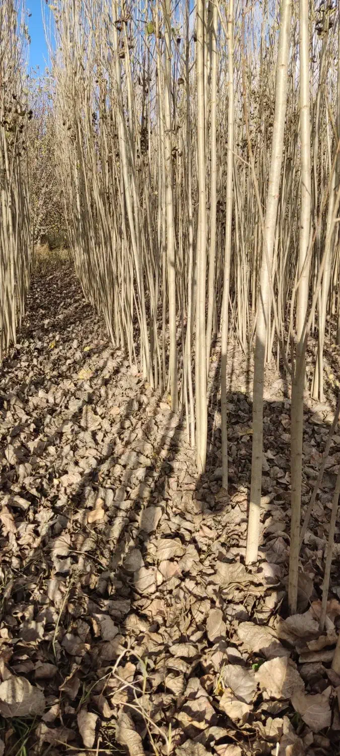 فروش ویـژه صنوبر|خدمات باغبانی و درختکاری|قزوین, |دیوار