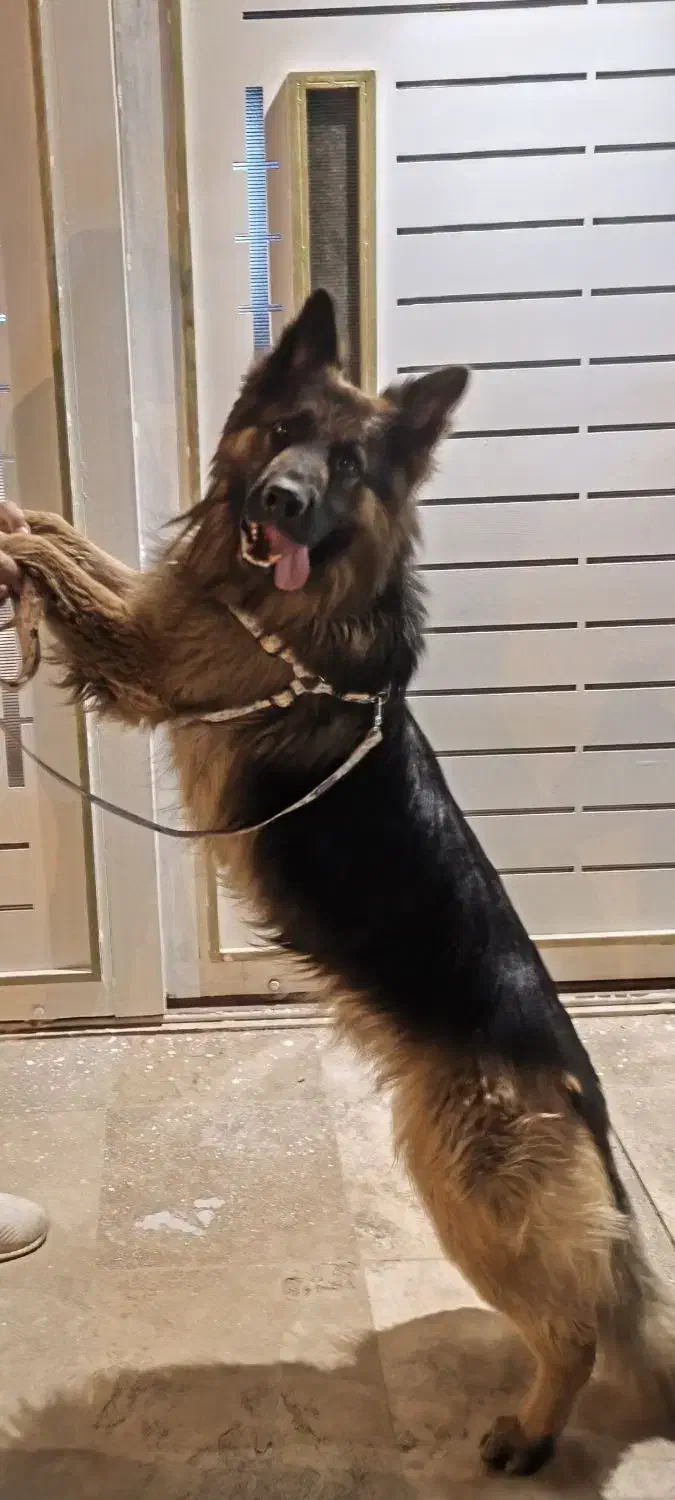 سگ ژرمن شپرت اصل|سگ|شاهینشهر, نسیم ۵|دیوار