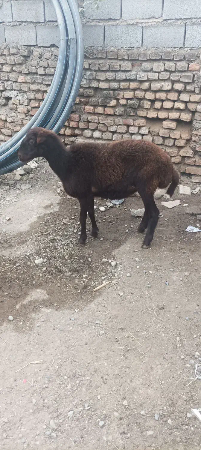 توقلی ماده عروسک|حیوانات مزرعه|سنگدوین, |دیوار