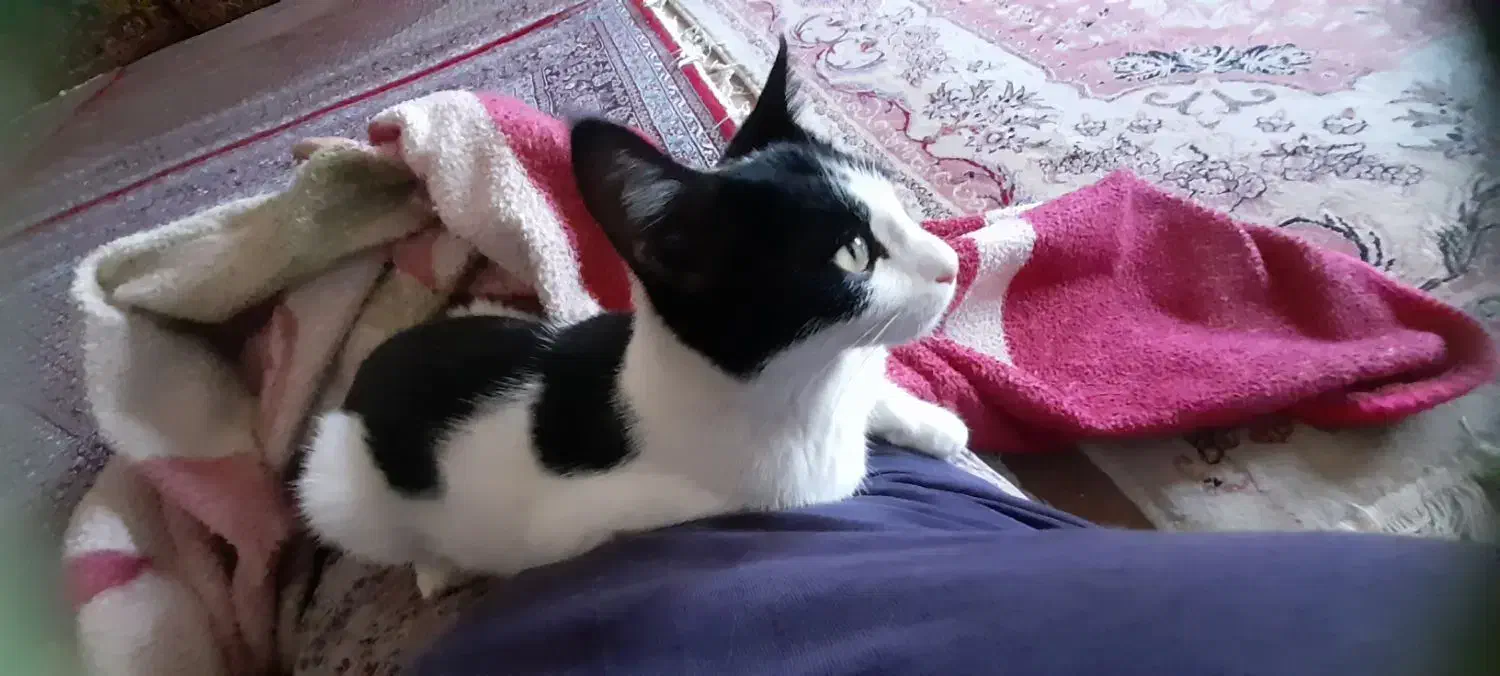 گربه|گربه|سنندج, |دیوار