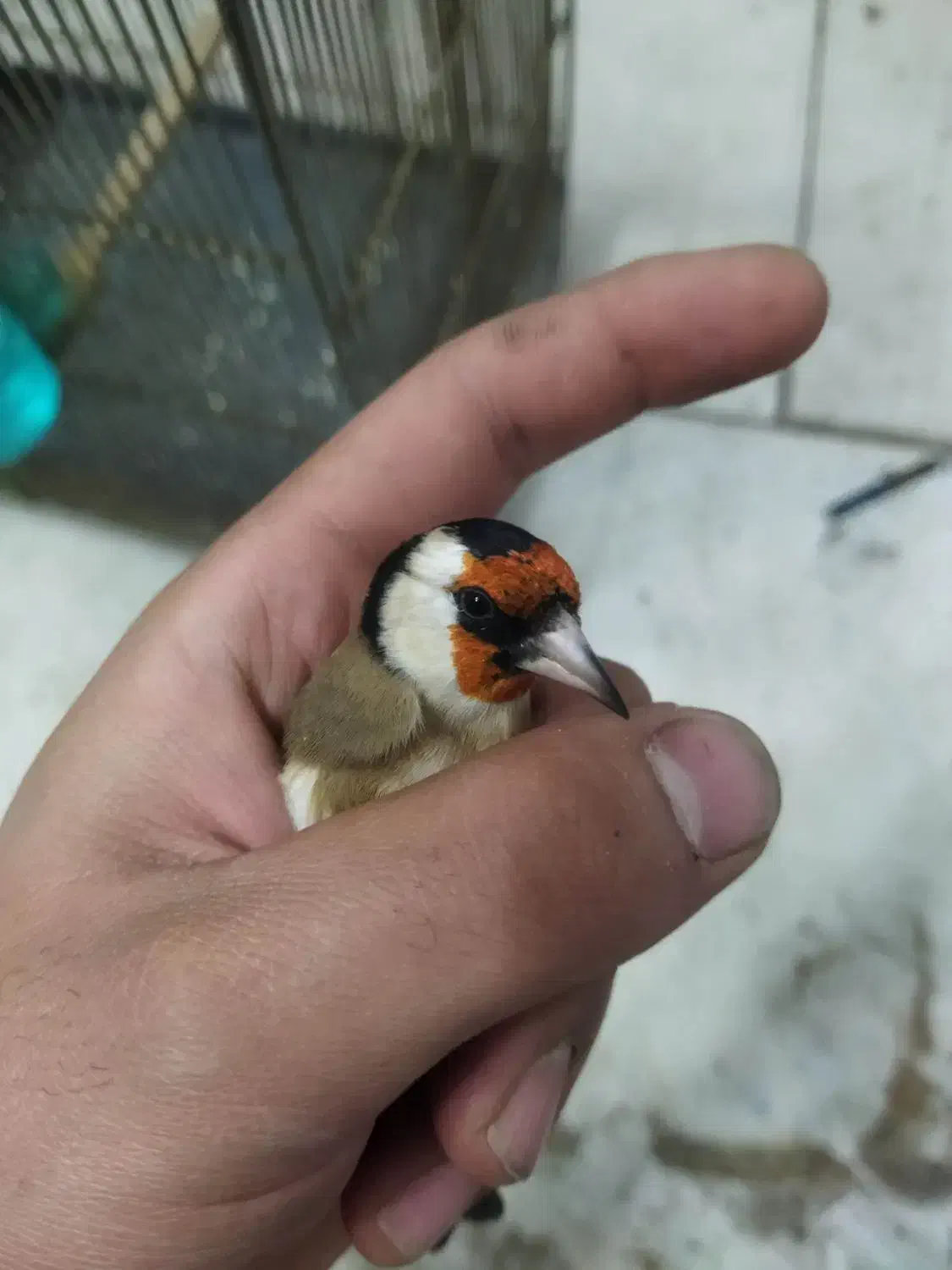 سهره جوجه سال|پرنده|ساوه, |دیوار