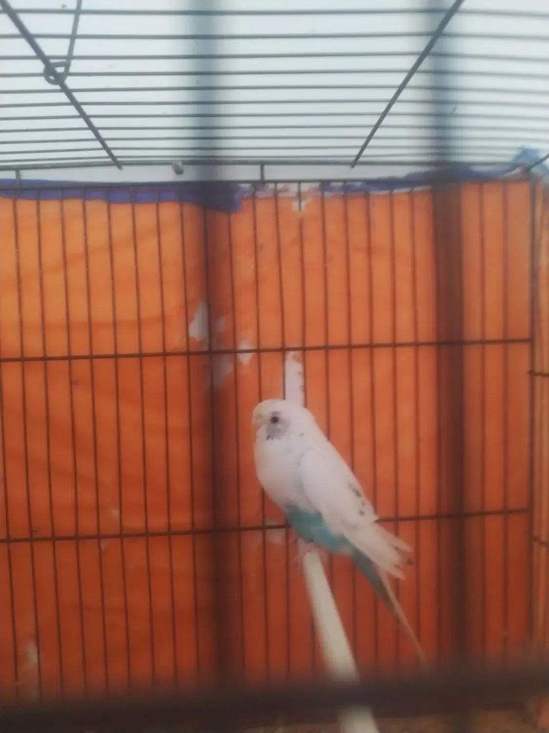 قیمت 150|پرنده|گیان, |دیوار