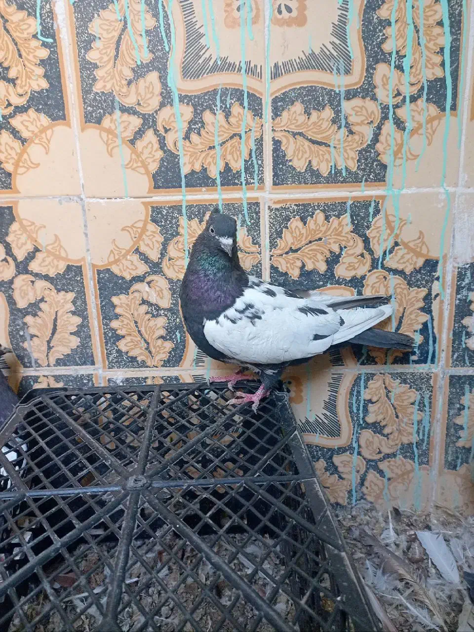 سینه ای یه سر شال|پرنده|شهرکرد, |دیوار