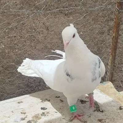 کفتر طوقی|پرنده|مبارکه, |دیوار