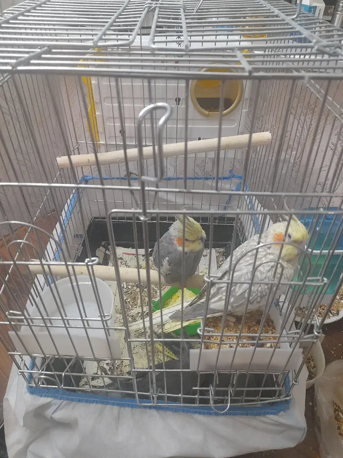 یه جفت عروس هلندی به همراه جوجه|پرنده|همدان, |دیوار