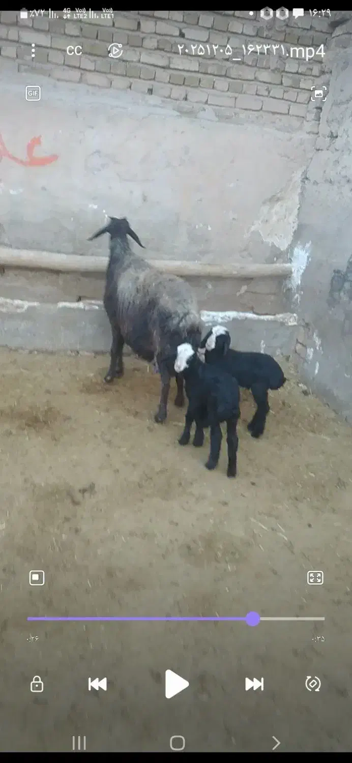 میش دوقلوزا شال|حیوانات مزرعه|اسفرورین, |دیوار