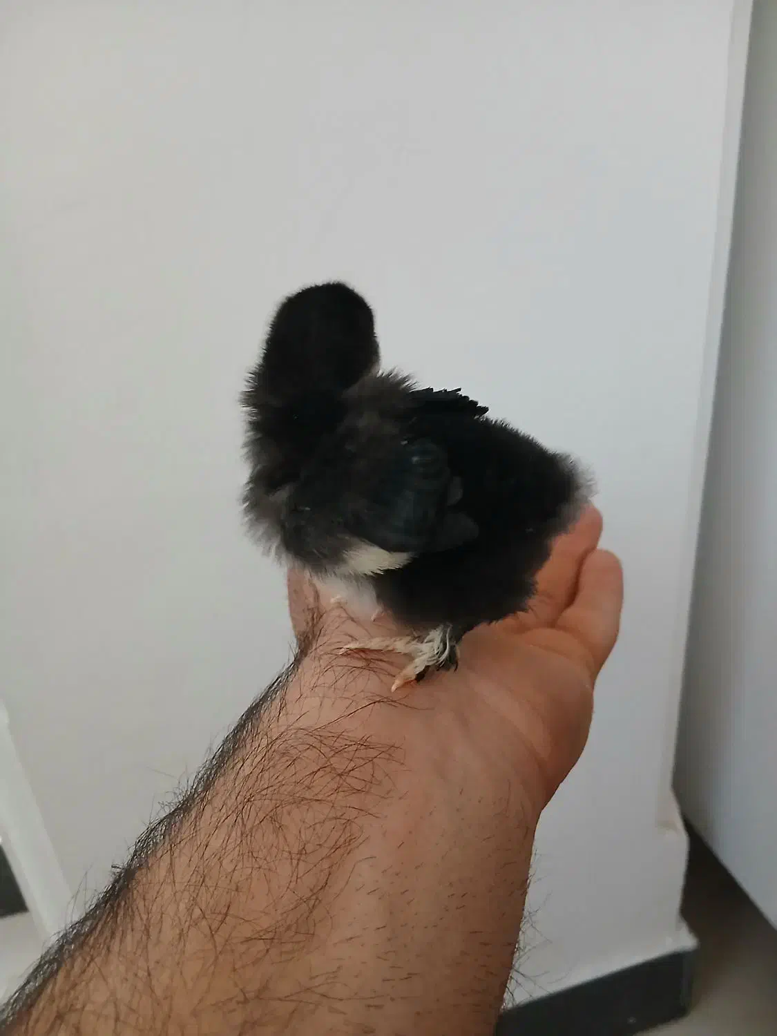 جوجه برهما|حیوانات مزرعه|پاکدشت, پاکدشت (مامازند)|دیوار