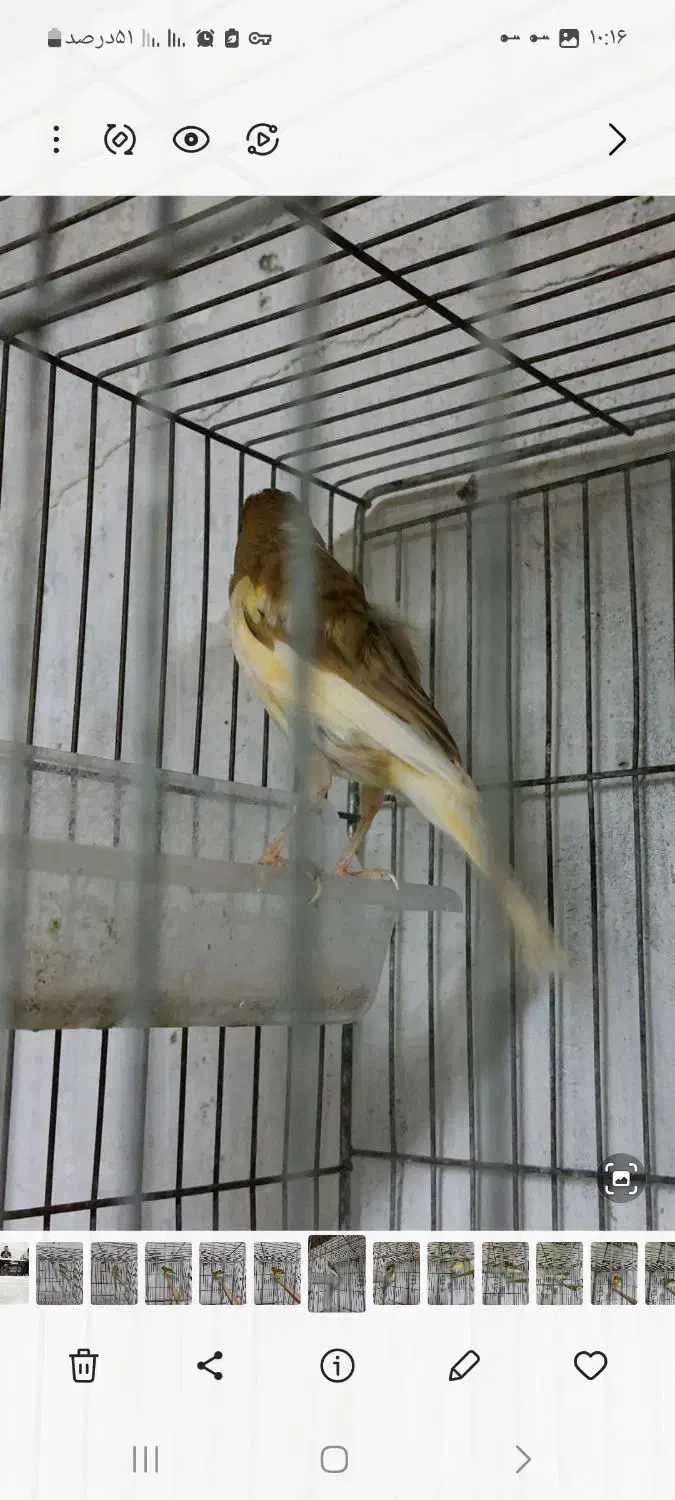 قناری ماده آماده دوعدد|پرنده|بندر انزلی, خوش پیک|دیوار