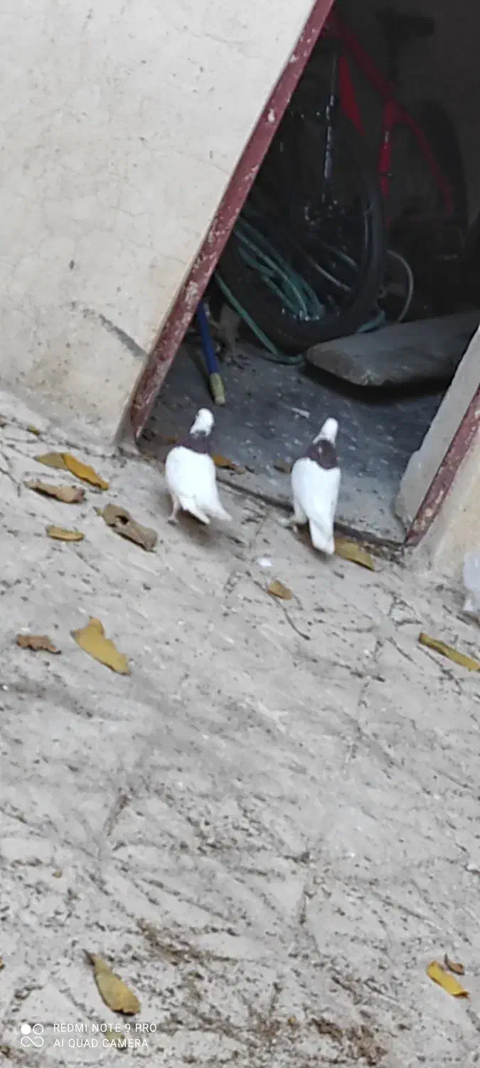 کبوتر|پرنده|سپیدان, |دیوار