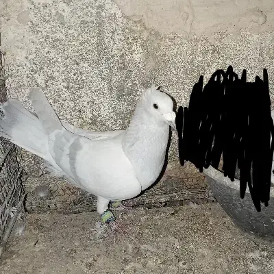 مصری کرمانی کاکلی|پرنده|بیرجند, |دیوار