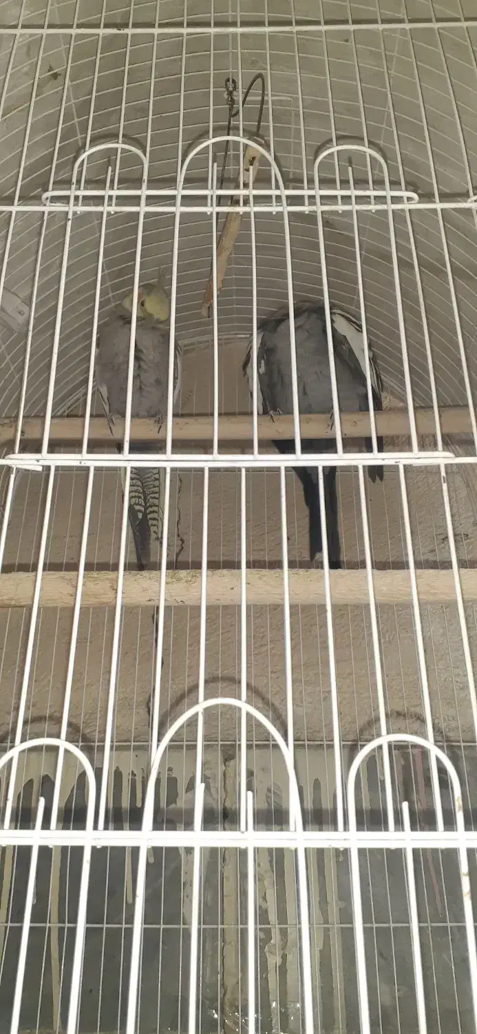 عروس هلندی|پرنده|مشکیندشت, |دیوار