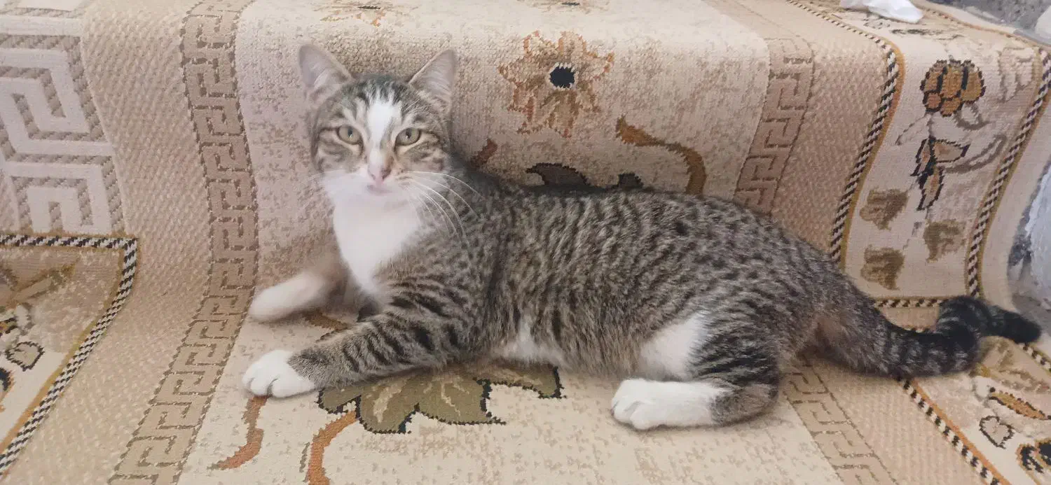 گربه خانگی|گربه|رشت, حمیدیان|دیوار