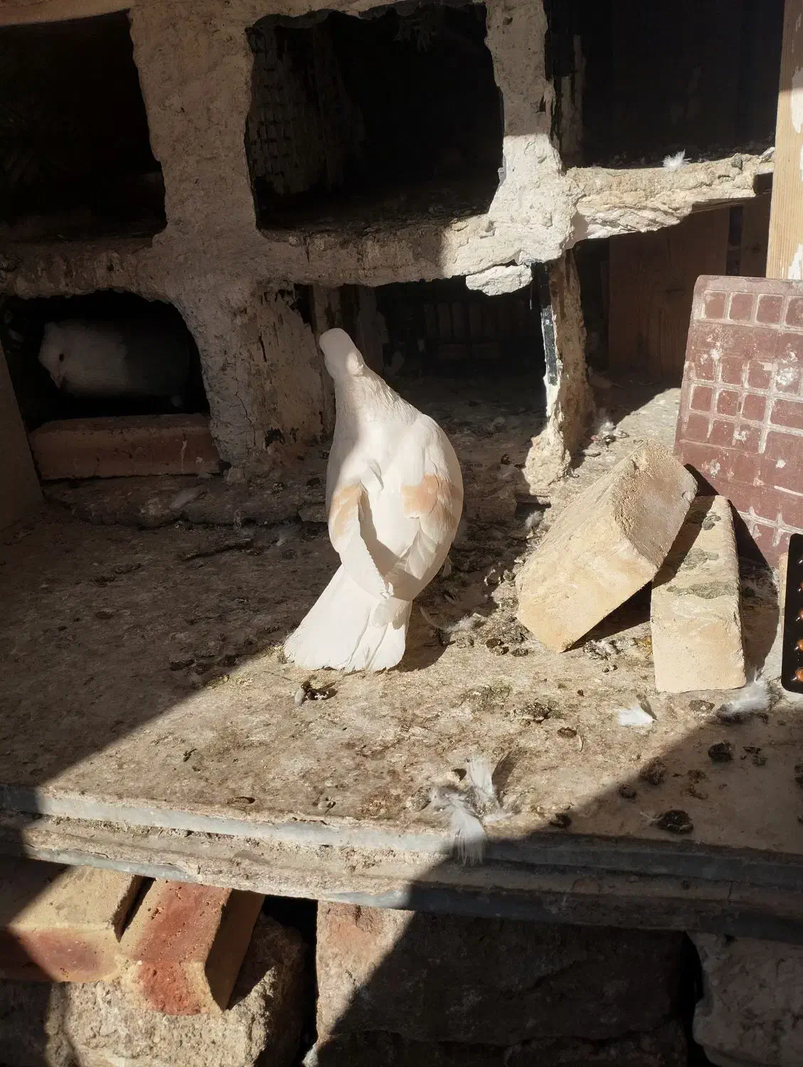 کبوتر|حیوانات|بروجرد, |دیوار