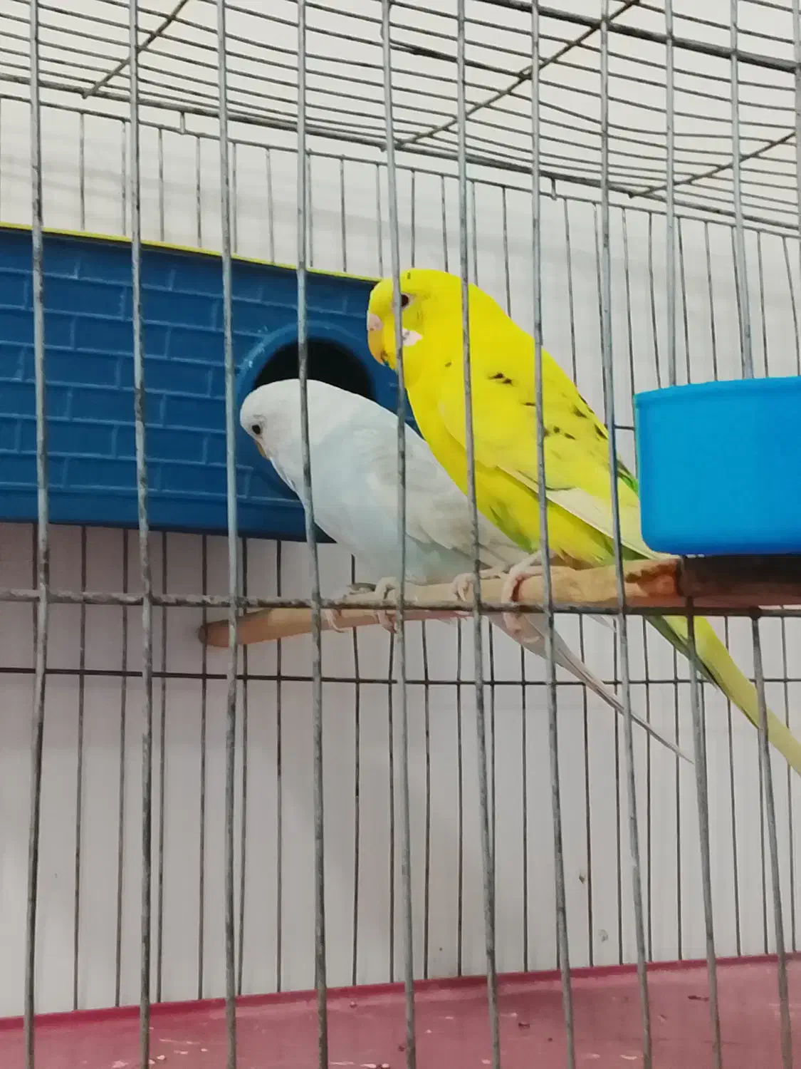 مرغ عشق مولد|پرنده|بانه, |دیوار