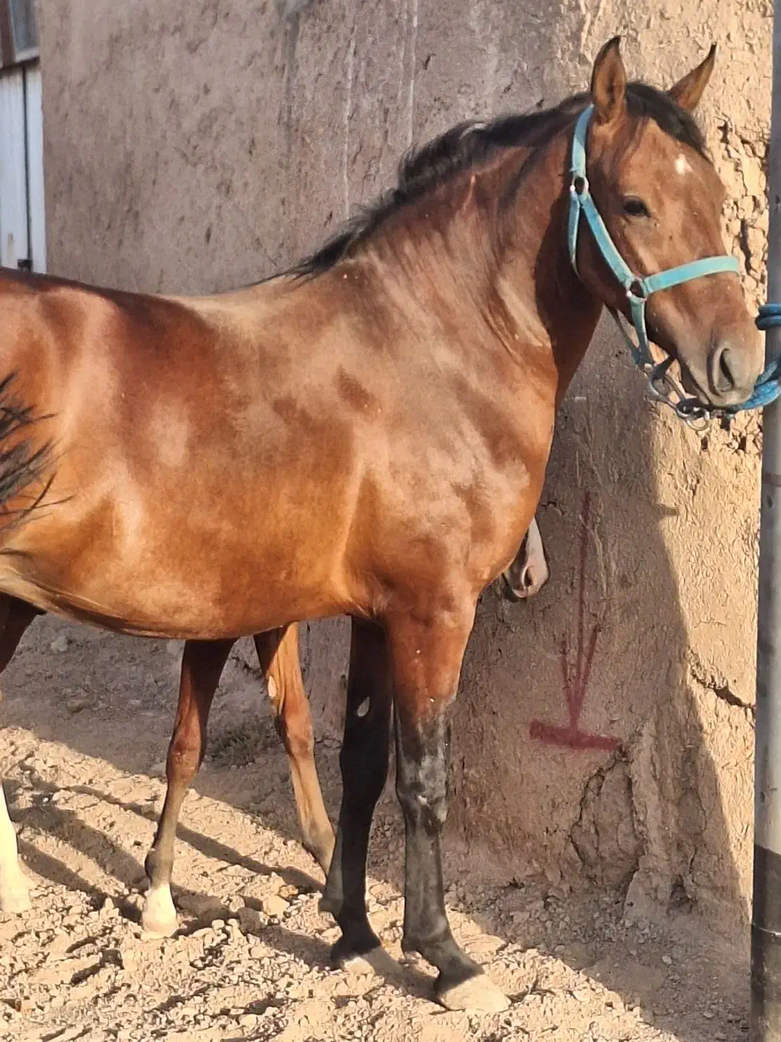 مادیان کورد  و کره نریان کرد|اسب و تجهیزات اسبسواری|میبد, |دیوار