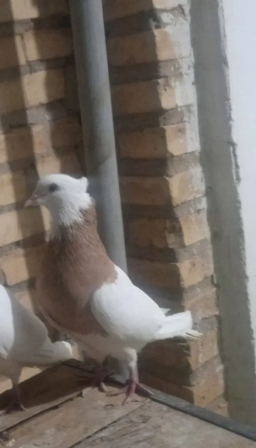 کبوتر طوقی|حیوانات|نجف‌آباد, فیروزآباد|دیوار