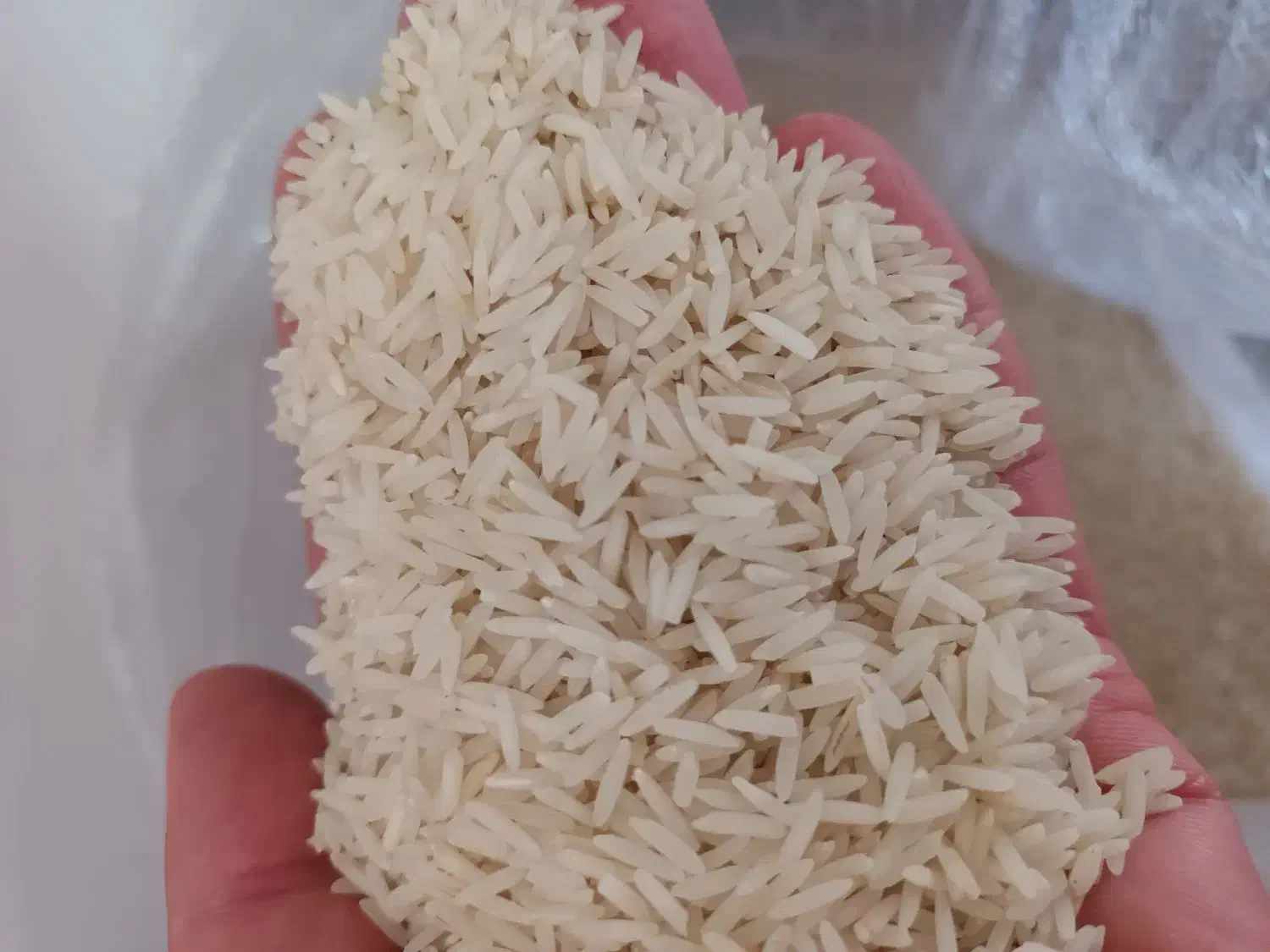 برنج ضیغمی کشت امسال هر کیلو ۲۰۰هزار|خوردنی و آشامیدنی|ایلام, |دیوار