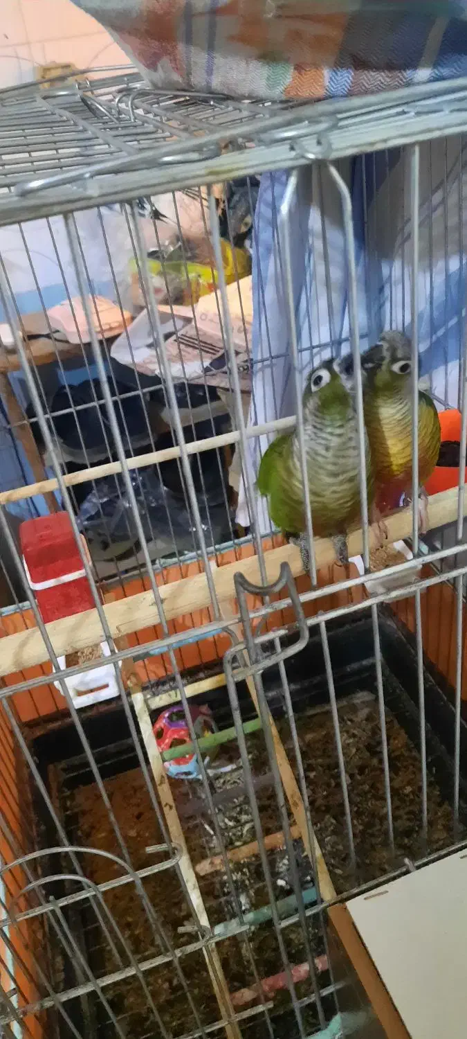 گرینچیک بندر جاسک|پرنده|جاسک, |دیوار