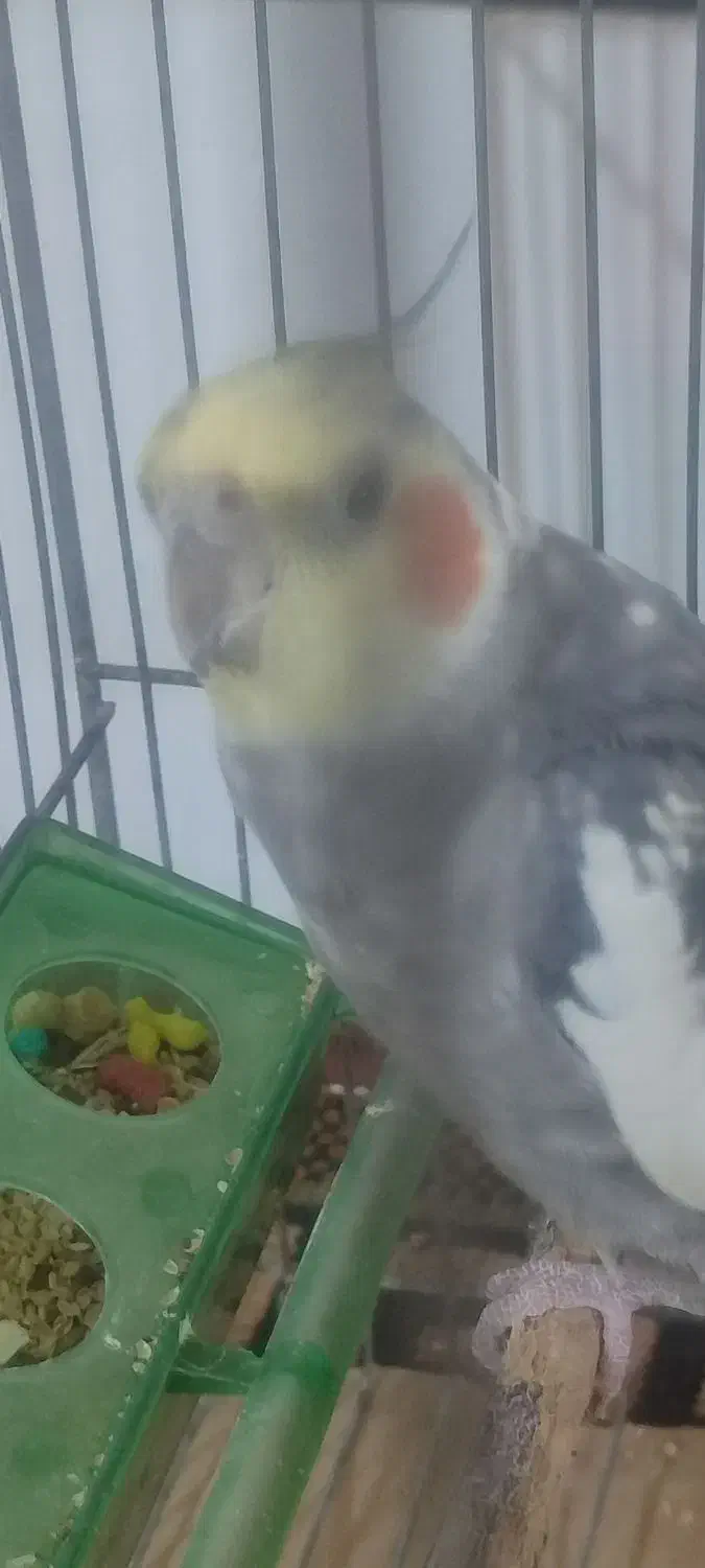 عروس هلندی نر|پرنده|ازنا, |دیوار