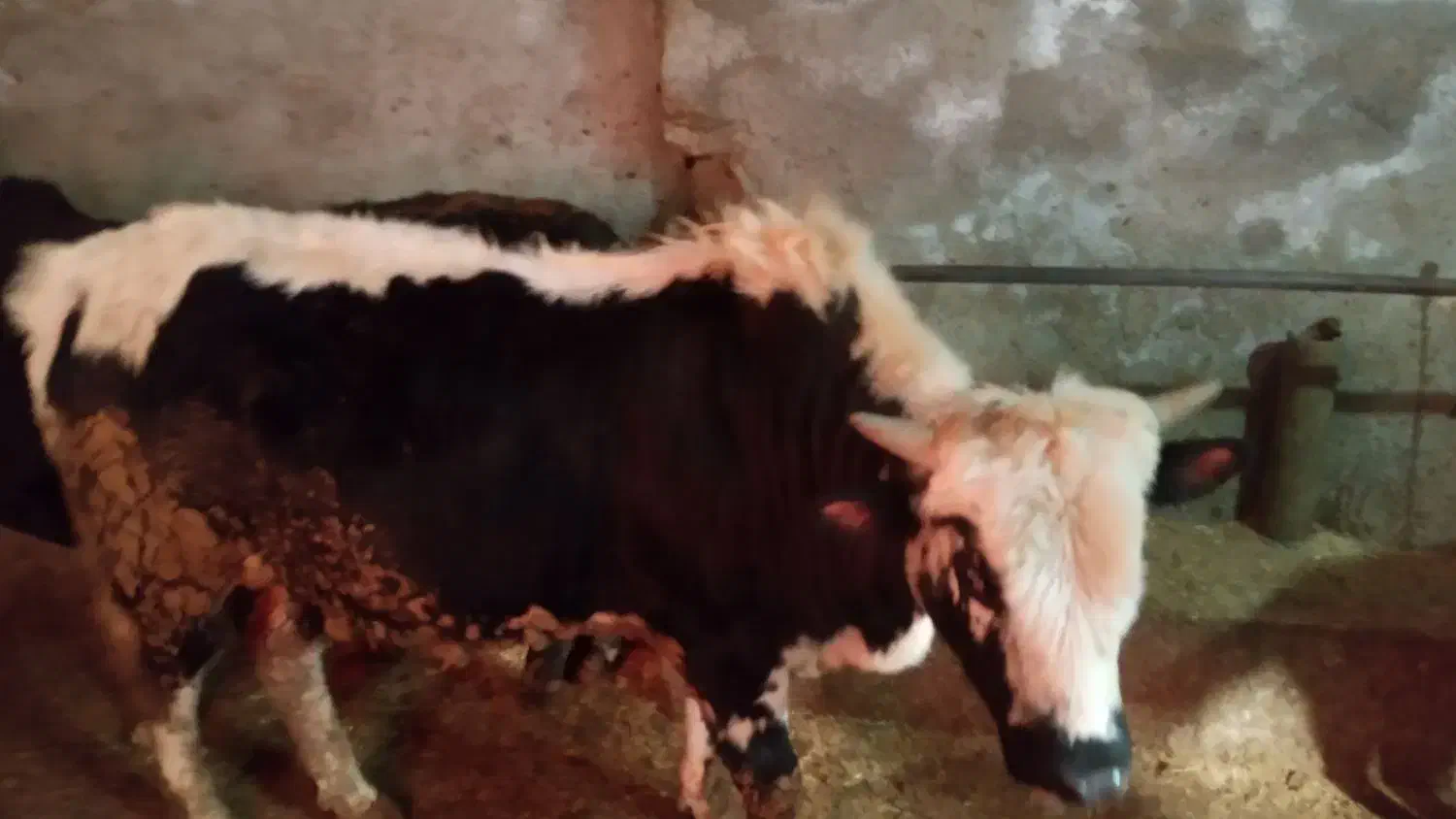 کارگر برای دامداری|استخدام سرایداری و نظافت|پل سفید, |دیوار