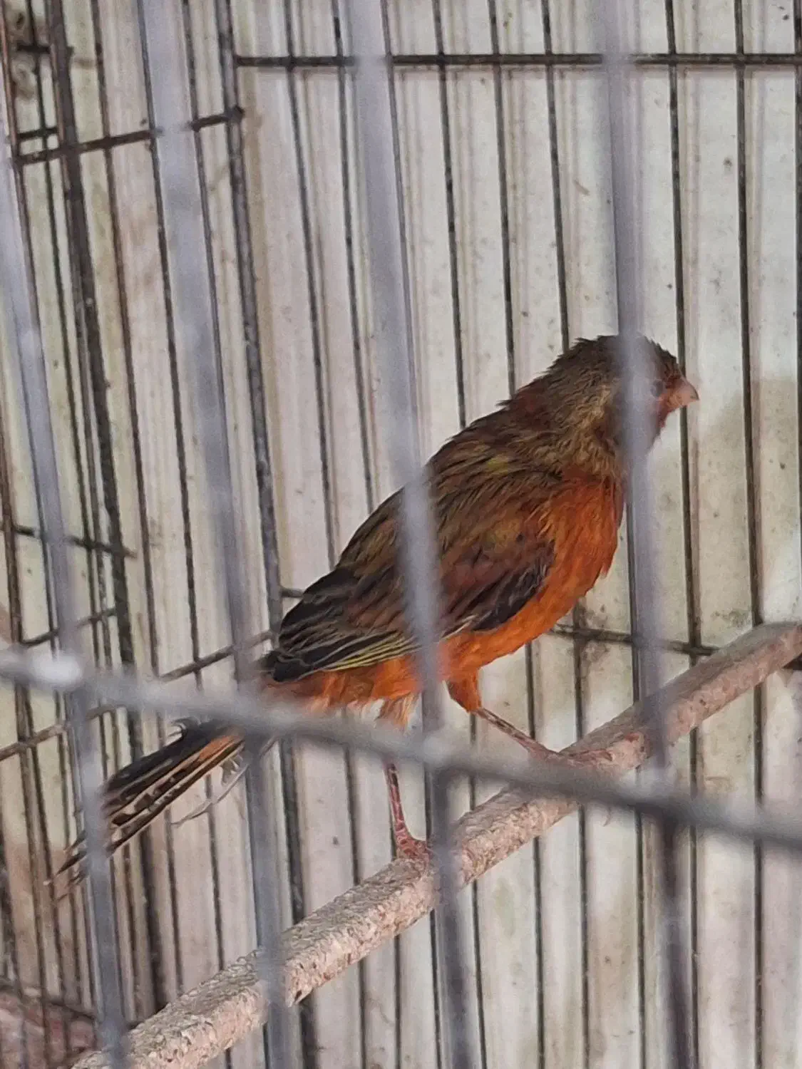 قناری سرخ سوخته نر مست|پرنده|سهند, |دیوار