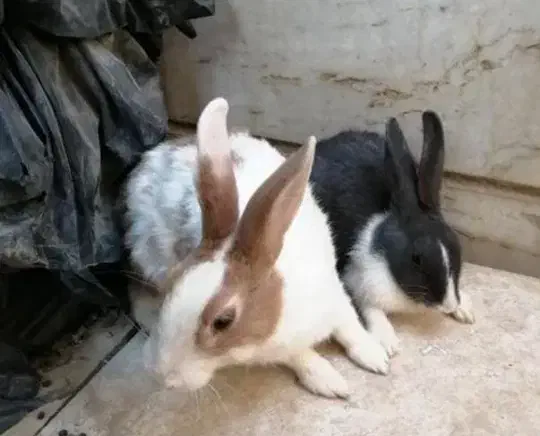 نرو ماده خرگوش دو ماهه|موش و خرگوش|ارومیه, |دیوار