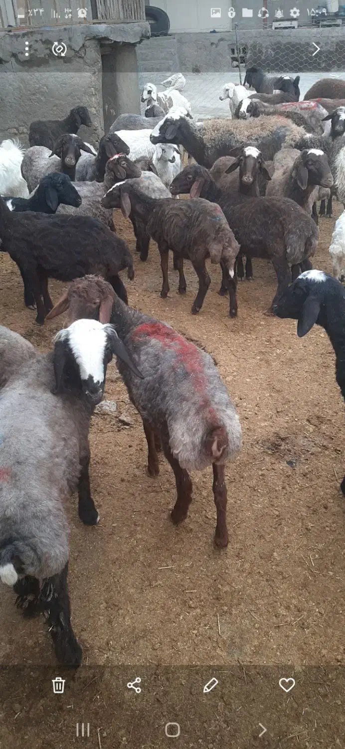 بره ماده ۲۰عده|حیوانات مزرعه|هرسین, |دیوار