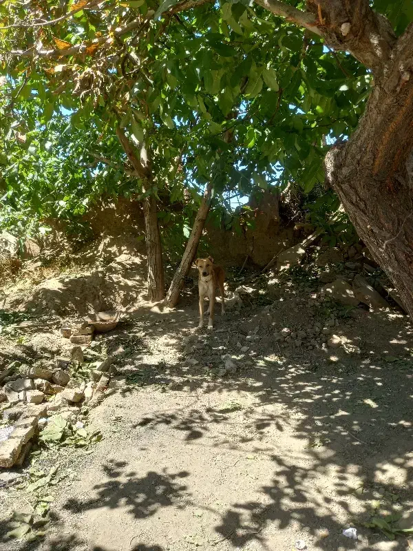 سگ گله|سگ|ملایر, |دیوار