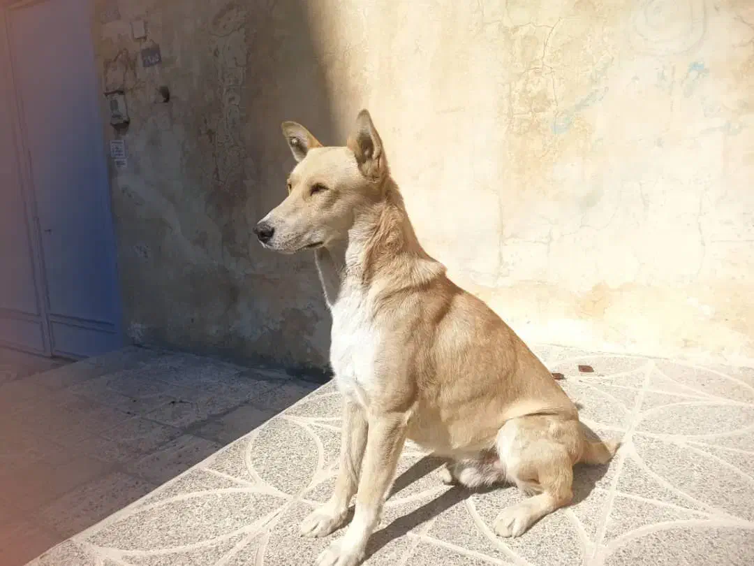 واگزاری سگ نگهبان|سگ|یاسوج, |دیوار