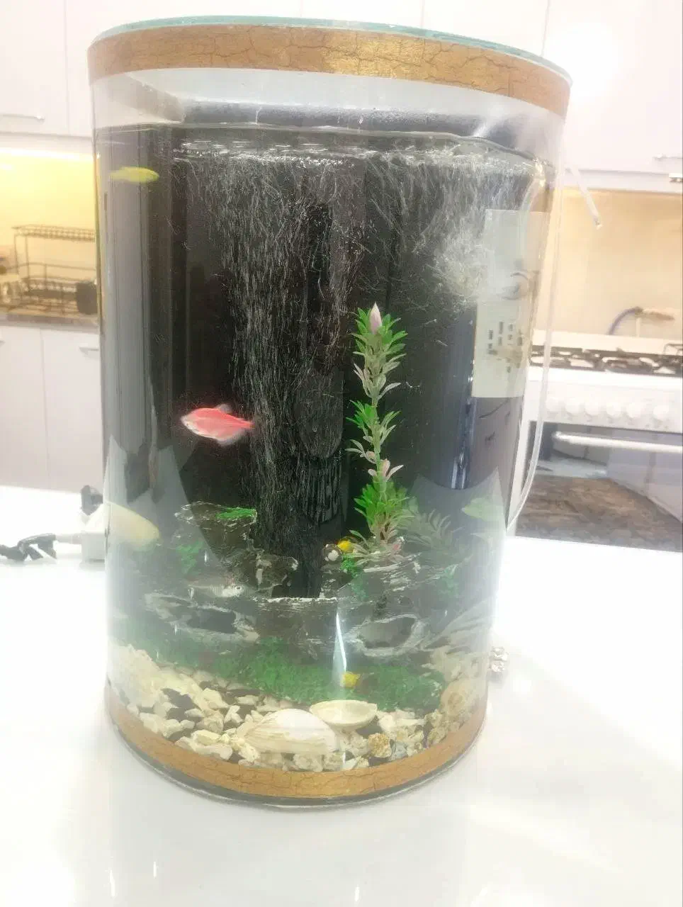 آکواریوم|ماهی|تربت‌حیدریه, آغوی|دیوار