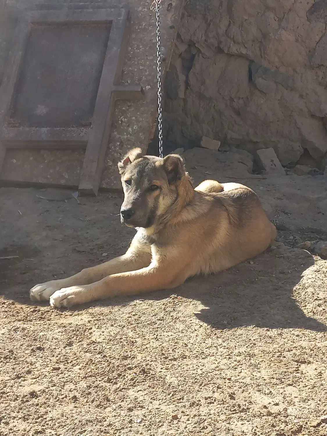 واگذاری|سگ|سراب, |دیوار