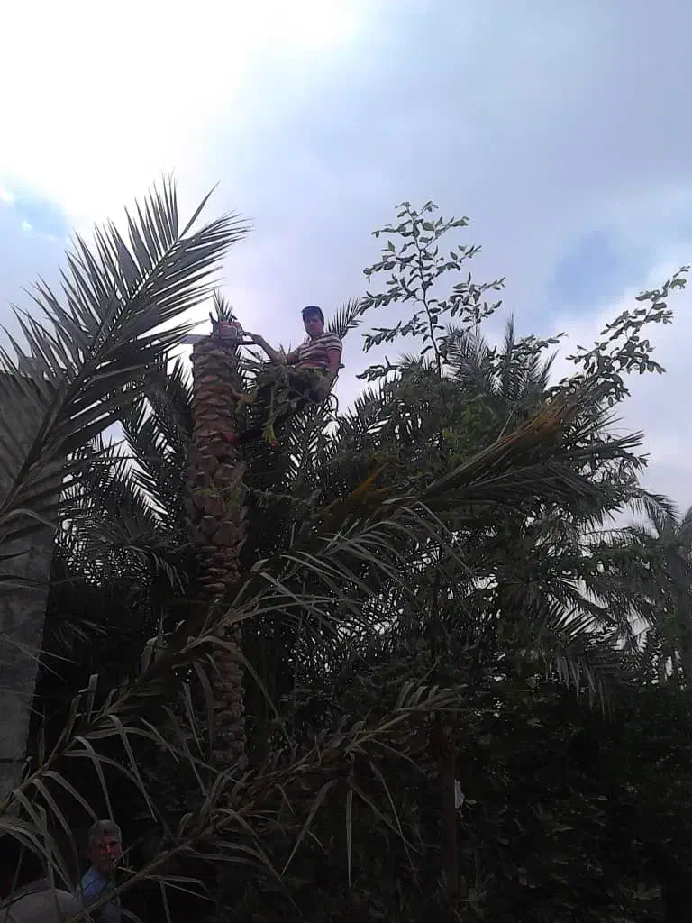 قطع و برش نخل درسراسر استان|خدمات باغبانی و درختکاری|بوشهر, |دیوار