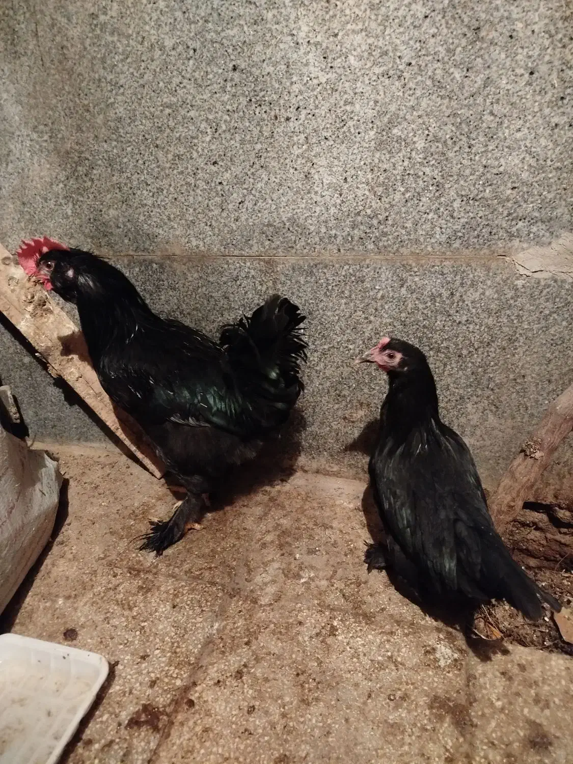 مرغ خروس مرندی|حیوانات مزرعه|سبزوار, چهارراه فرودگاه|دیوار