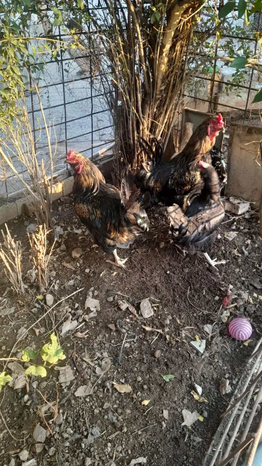 خروش محلی خوش خوراک|حیوانات مزرعه|مسجد سلیمان, |دیوار