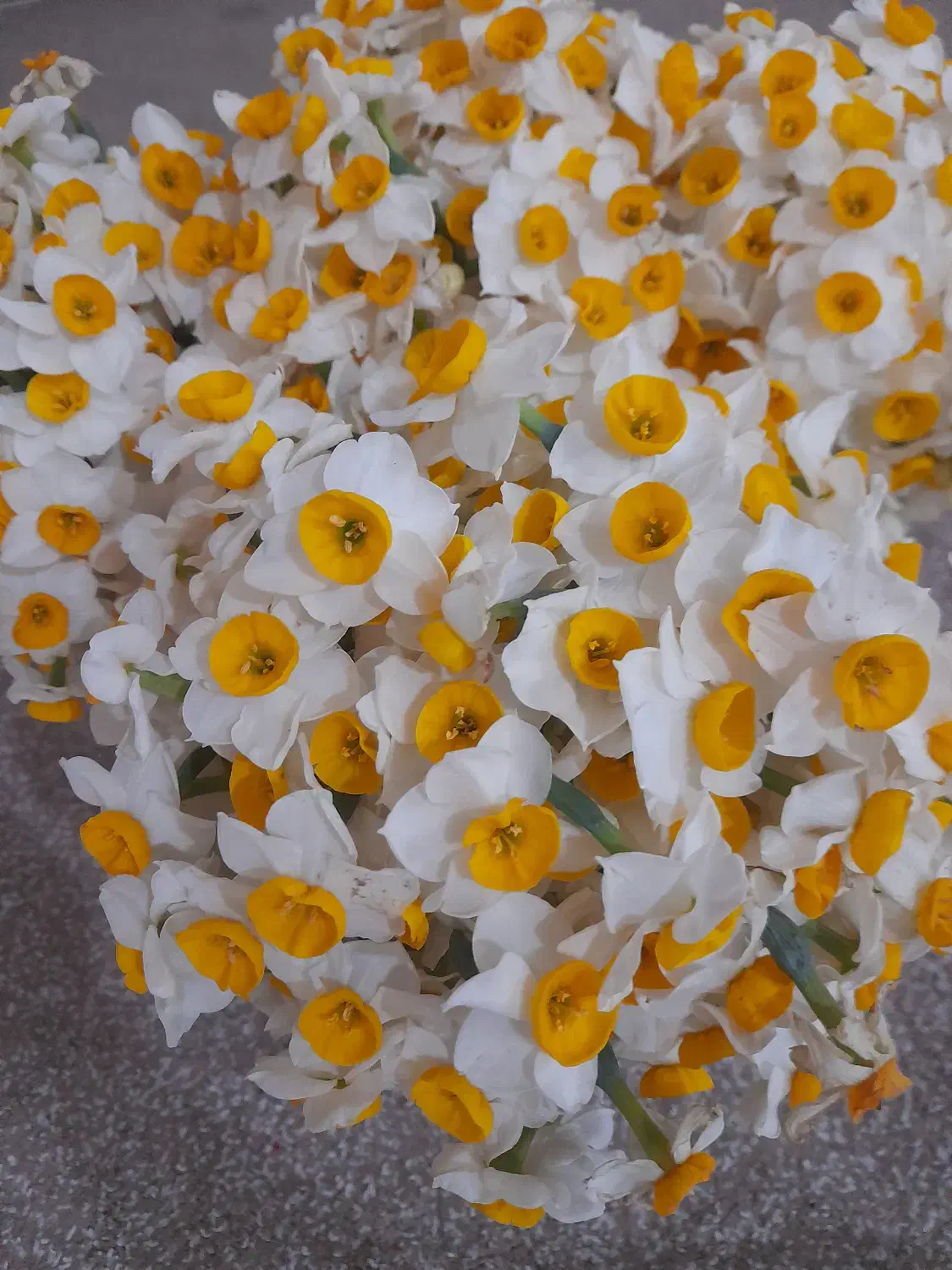 گل نرگس|گل و گیاه طبیعی|دهلران, |دیوار