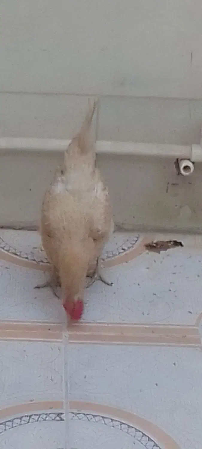 مرغ|پرنده|هندیجان, |دیوار