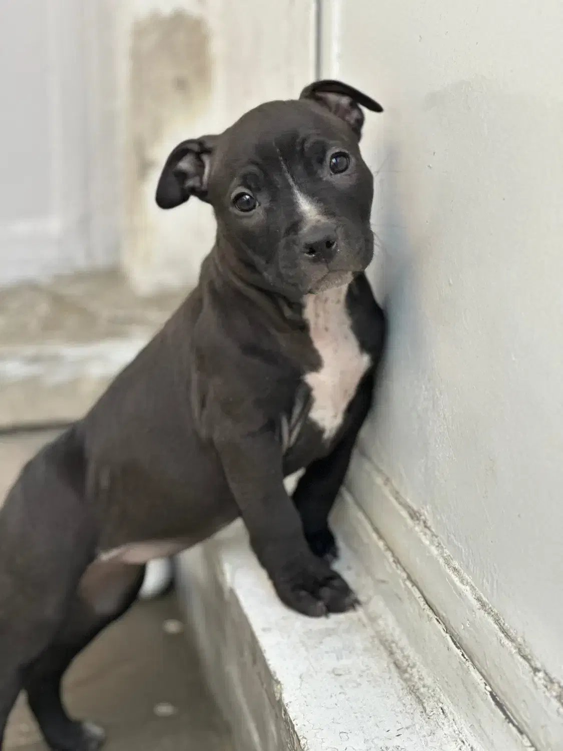 سگ اصیل از نژاد|سگ|دورود, |دیوار